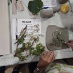 Plants and clay laid out with documents on a table.