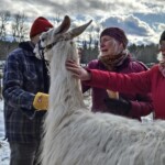 Three people pet a lama.